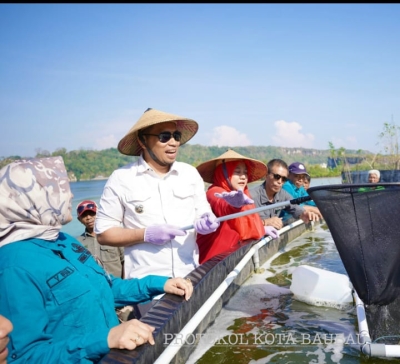 Pj Wali Kota Baubau saat melaksanakan panen Udang Vename di Kolagana Kota Baubau Sabtu (4/11/2023)