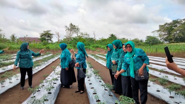Ketua TP PKK Kota Baubau bersama Pengurus TP PKK saat meninjau salah satu Kebun Dapur Ibu di Kecamatan Sorawolio Senin (20/2/2023)